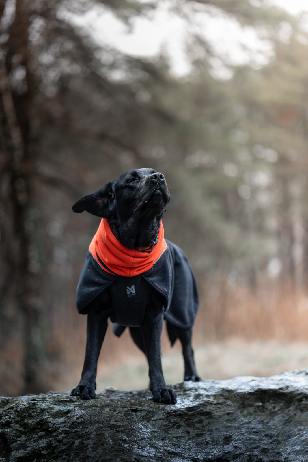 Phoenix dog jacket (3)