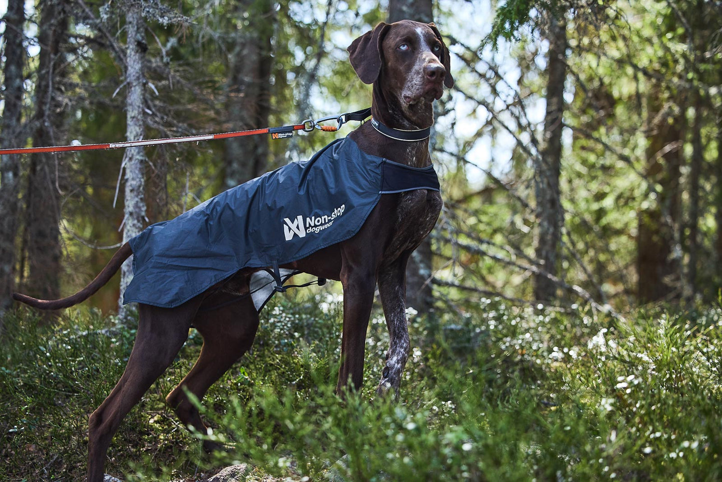 Trail light dog jacket (5)